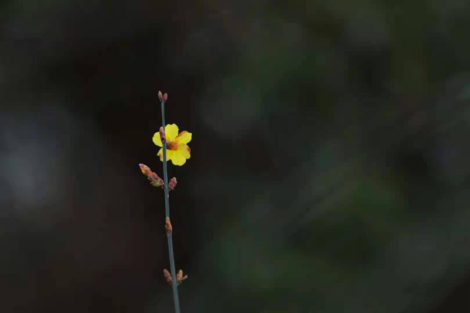 一朵小花,拍的是美感,看的是意境.