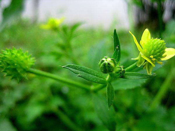 渊中煮沸千深水,药里煎熬万苦根. 玉草花开修雨露,平生自我救伤人.