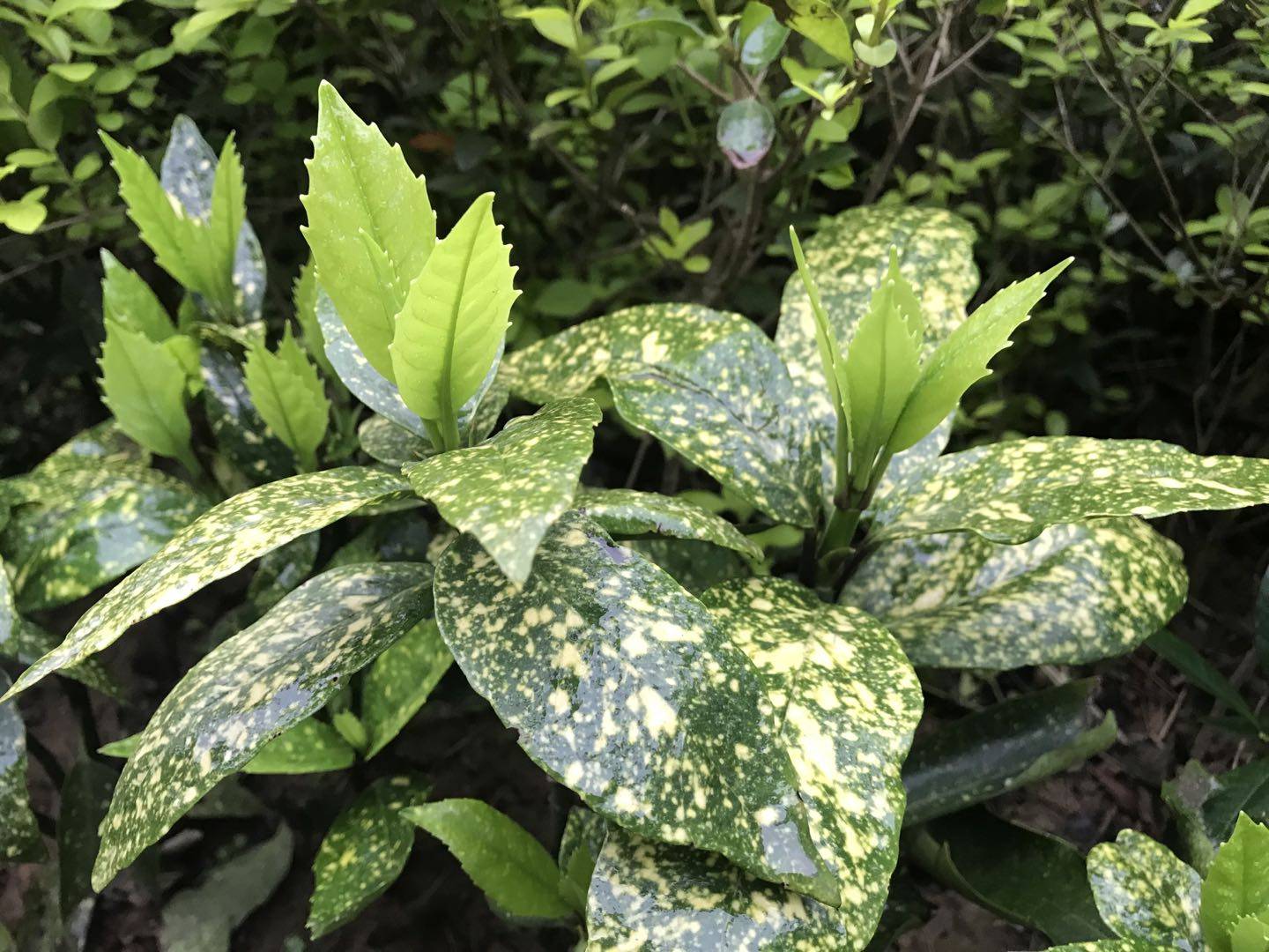 花叶青木的芽(二)