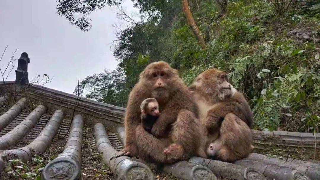 峨眉山灵猴添丁增口这样的萌猴你爱了吗