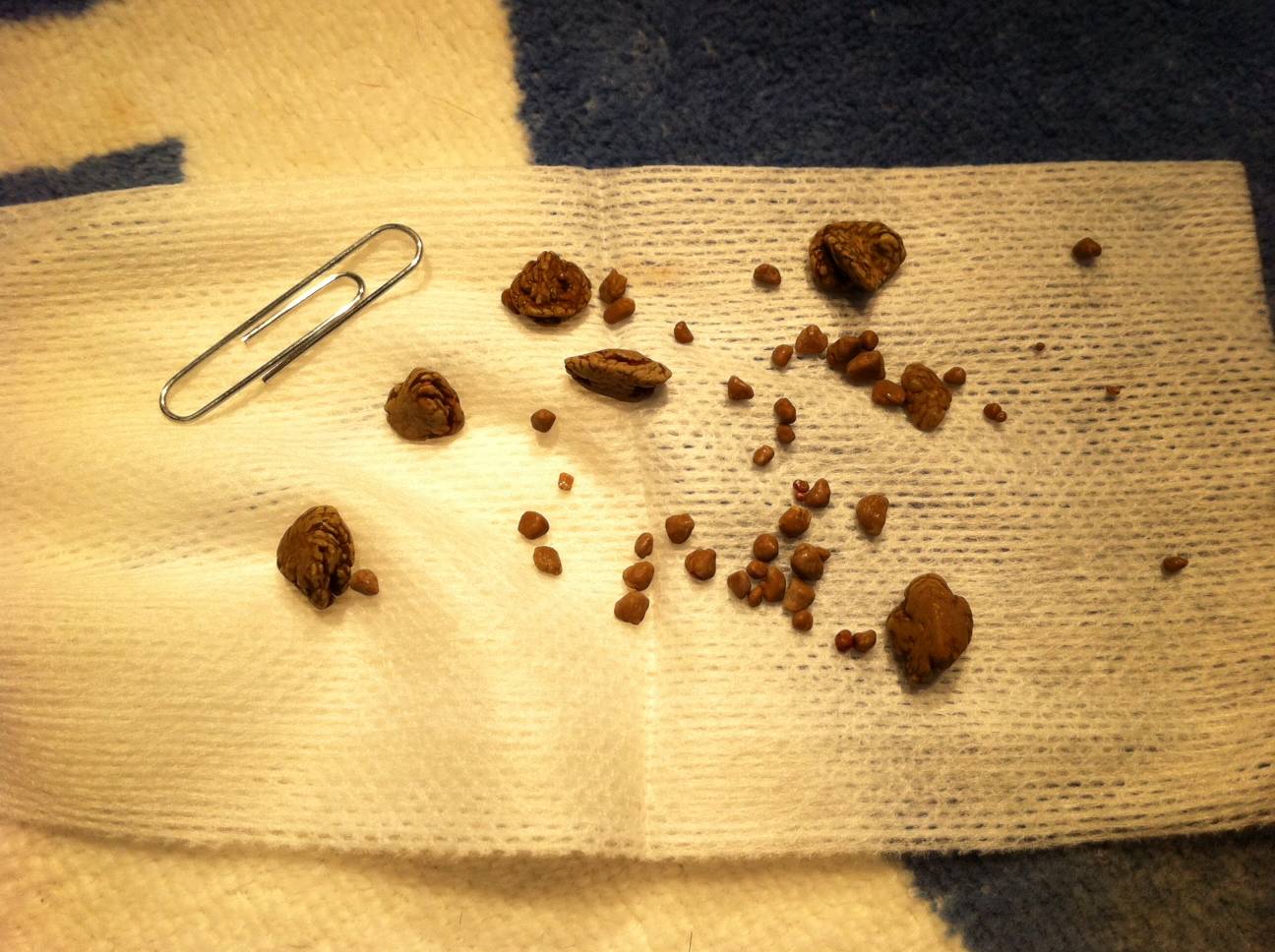 什么是狗狗的膀胱结石?如果狗狗不幸患上了结石,主人该怎么办?