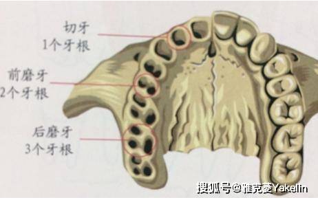 牙齿是长在肉里还是骨头里