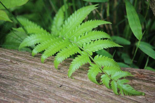 原创凤尾蕨是一种被低估的野草,它株型漂亮,还可以制作成盆栽
