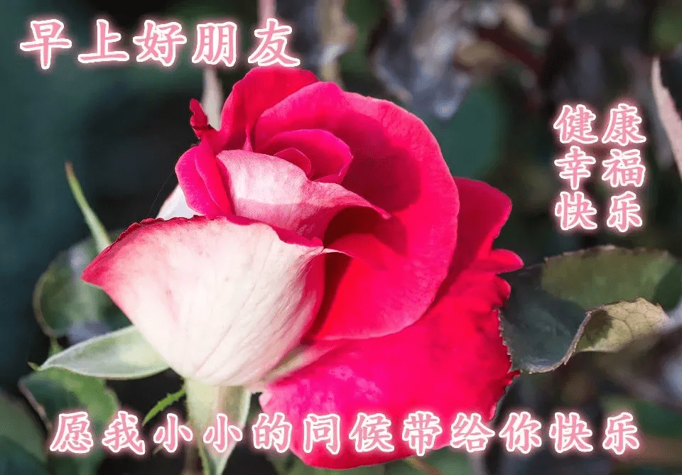 原创早上好的问候语表情图片非常漂亮好看的早上好问候表情