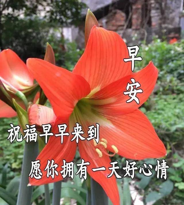 原创清晨早上好请收下我的祝福愿您开心快乐健康平安