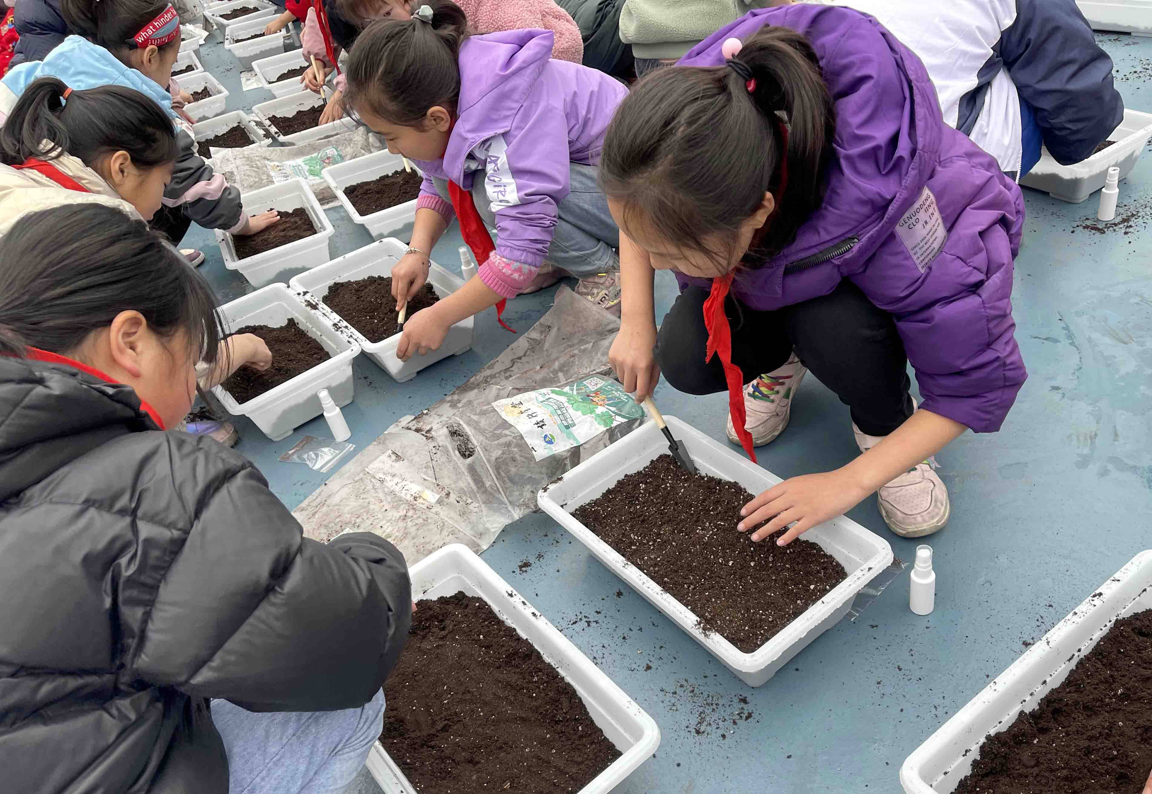 苏州市吴中区胥口实验小学学生体验模块种植绿色蔬菜乐趣_活动