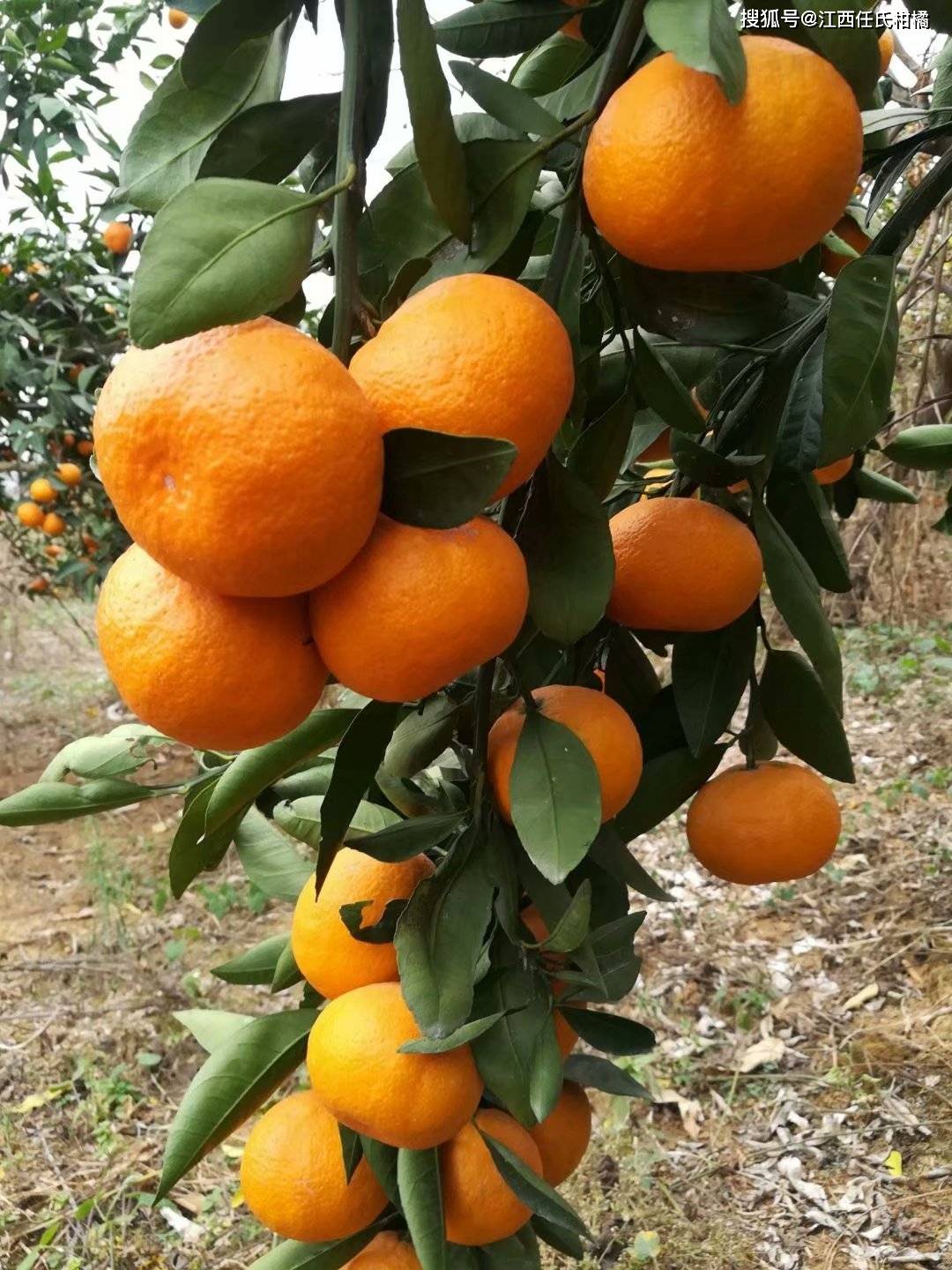 特早柑桔新品种阳光1号柑橘#阳光一号桔柚#阳光一号品种介绍