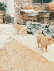 搞笑gif段子:自从昨晚带狗子去了趟夜店,到现在还是那么兴奋