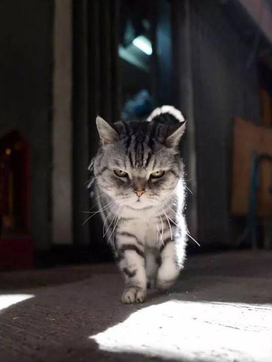主人拍下,猫在街头霸气的写真照,网友:被一只猫帅到了