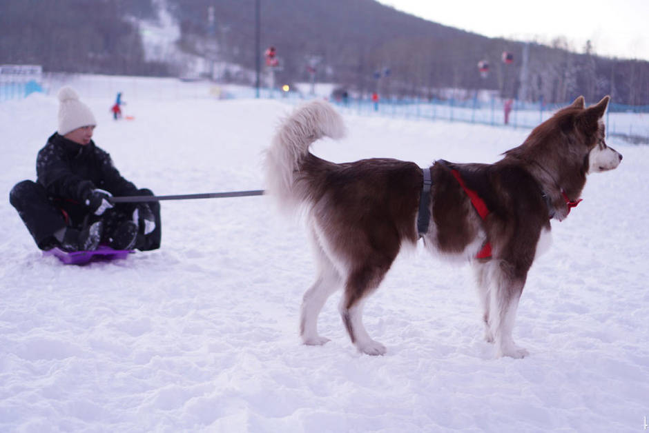 为什么人类要用狗拉雪橇,而不是马或驯鹿?