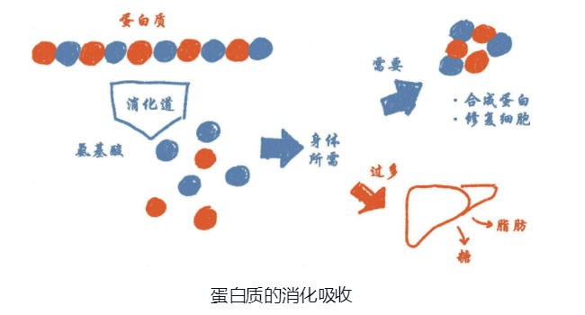 蛋白质:怎么吃最科学_氨基酸