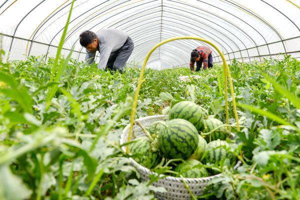 大棚西瓜使用什么肥料产量高?