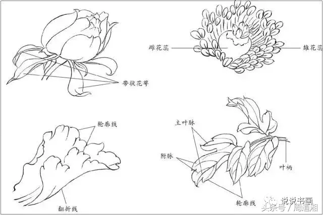 珍藏版~这篇国画工笔牡丹教程超级详细,受益良多!_花瓣