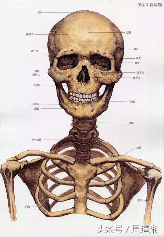 正能量教程素描头骨各知识点汇总