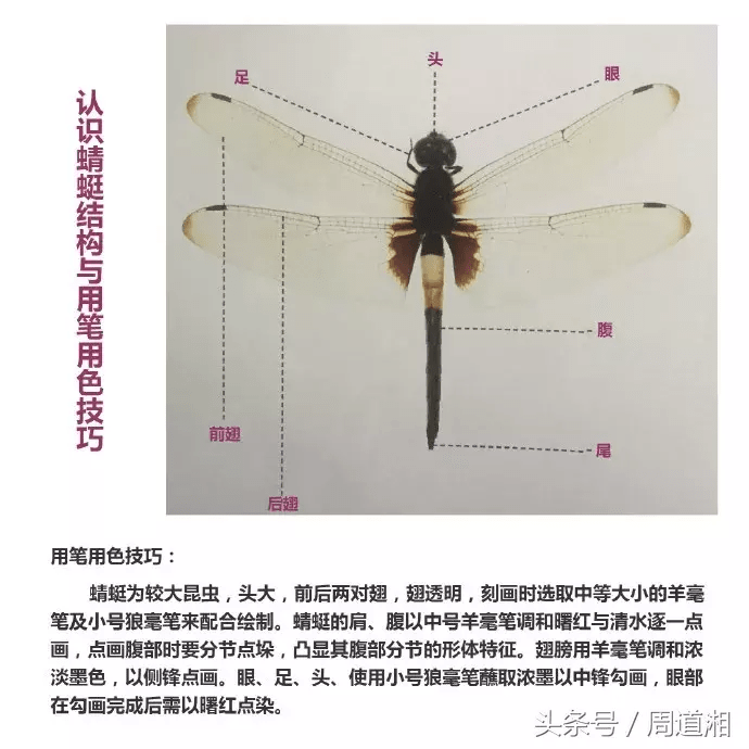 写意草虫,蜻蜓,天牛的画法