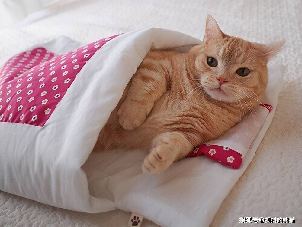 不想从被窝里出来像人一样睡觉的猫咪萌你没商量