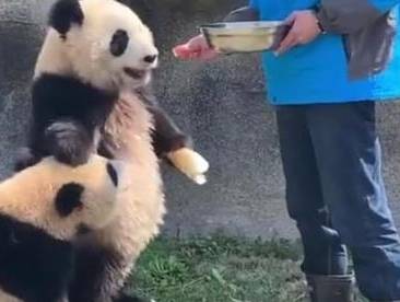 国宝熊猫再现表情包,"叉腰"火了,网友:这是要"成精"?