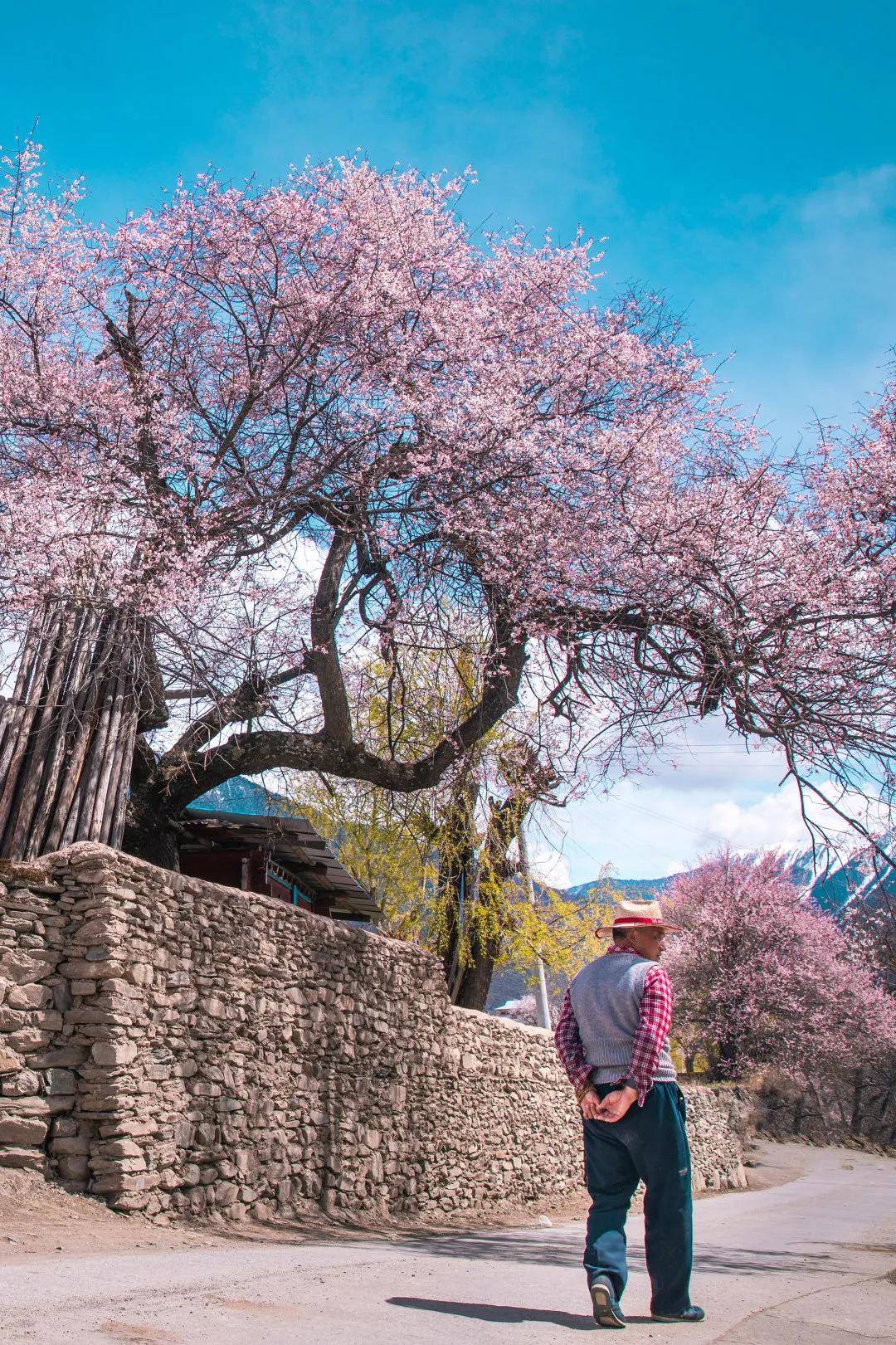 波密桃花季赏花攻略出炉三日赏花线路看尽波密春色