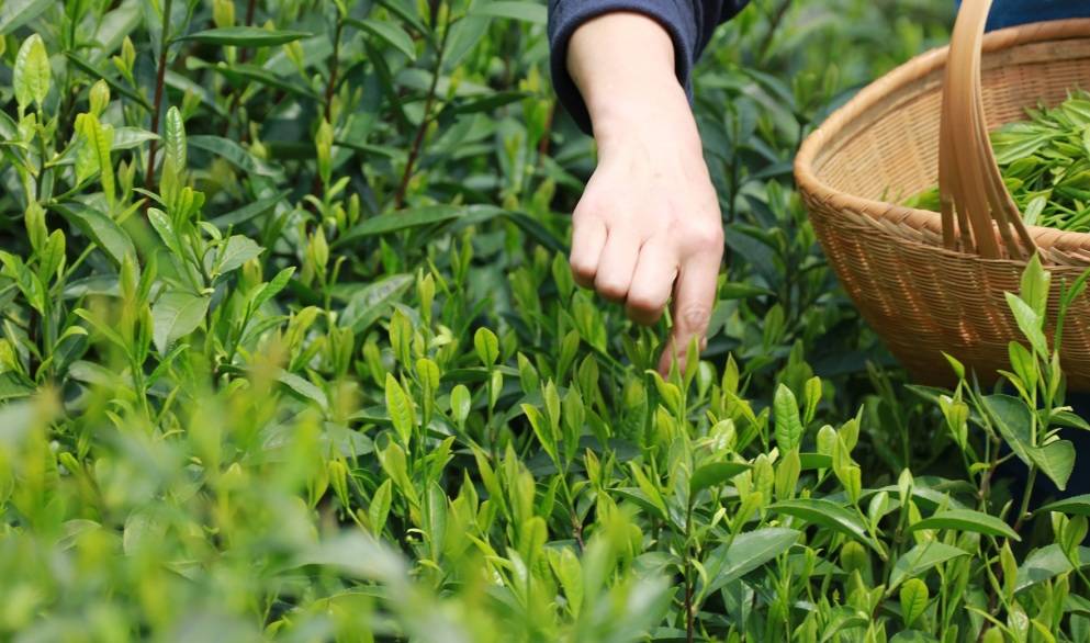 明前茶:一芽一叶,等待8400小时的早春茶味