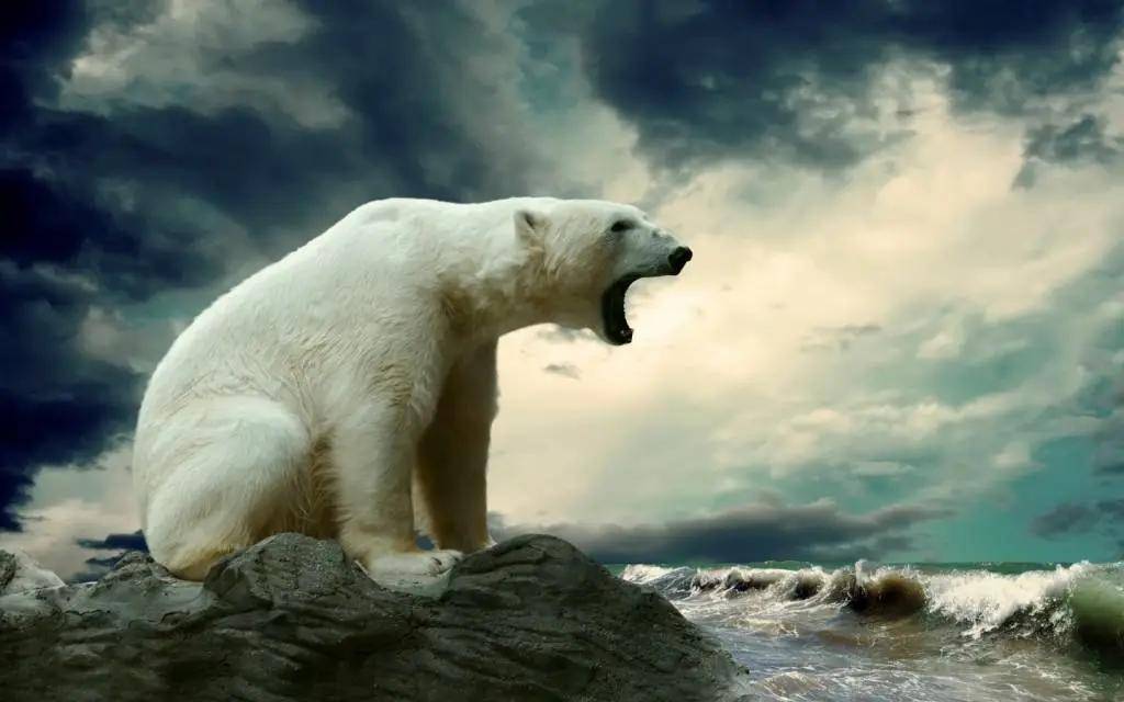北极熊是世界上最大的陆地食肉动物体型巨大,性格凶猛处于北极地区