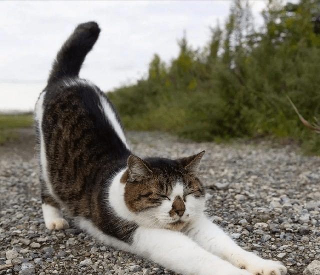 猫猫伸懒腰是什么样子的?这也太可爱了吧,哈哈