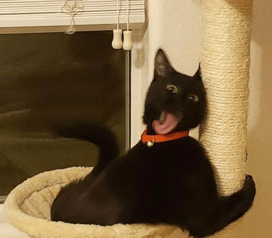 猫咪搞笑起来有多可爱外国网友晒猫咪迷惑行为大赏