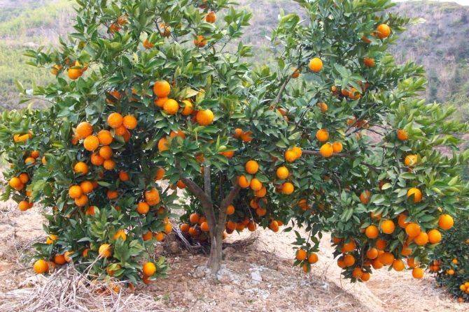 1,施足基肥要满足橙子的生长,就要施入腐熟的基肥,能够很好的满足橙子