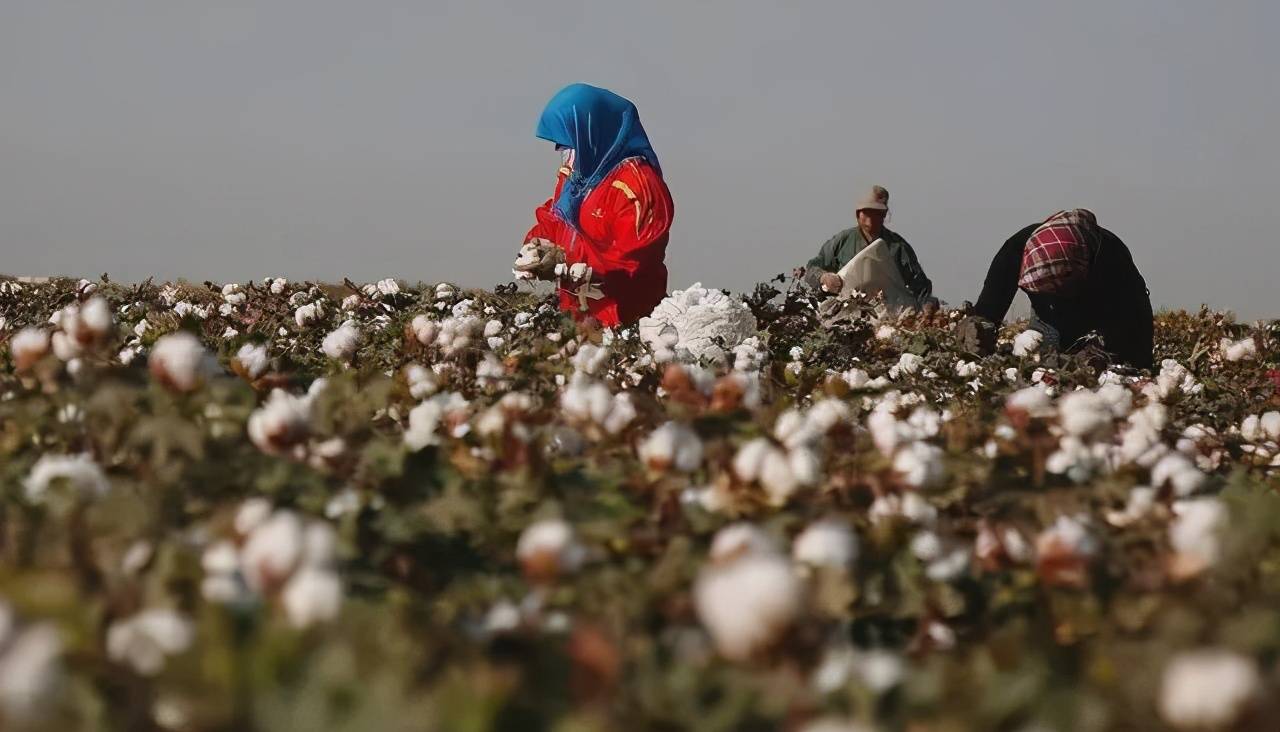 当然,这样的"污名化"并不能掩盖新疆棉花生产的真实情况.