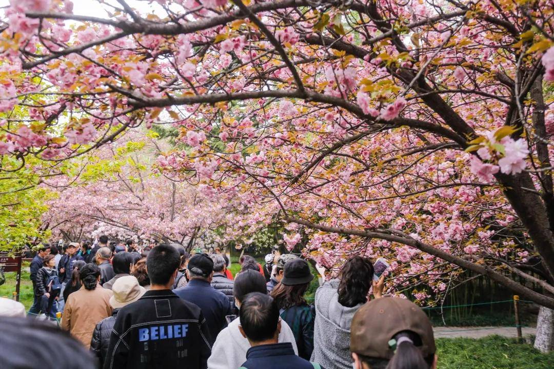 "花见雁塔·樱动全城" 2021第五届雁塔国际樱花节浪漫