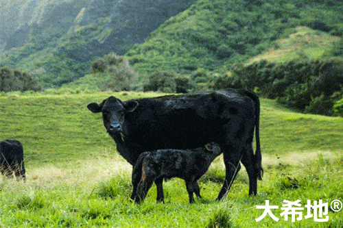 草饲牛排vs谷饲牛排,谁更胜一筹?