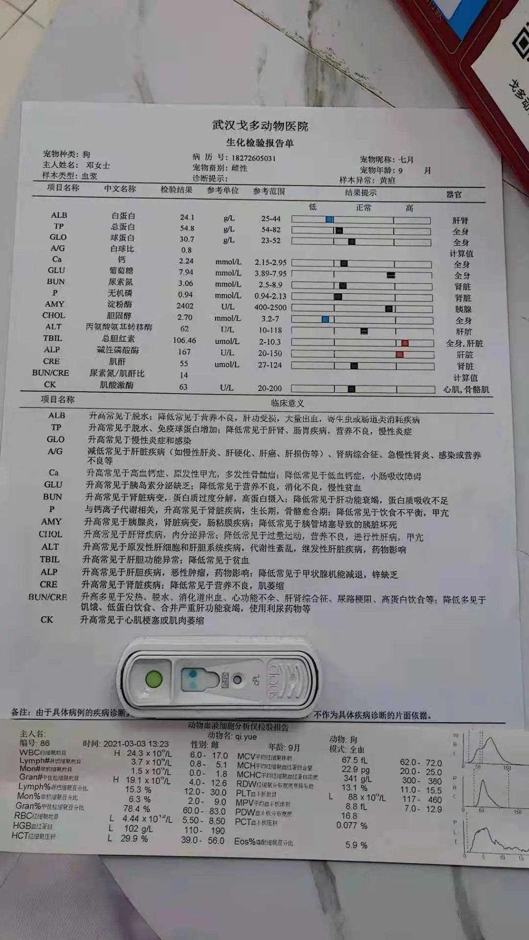 胰腺炎 肝脾肿大 腹腔积液竟发生仅九个月的阿拉斯加身上