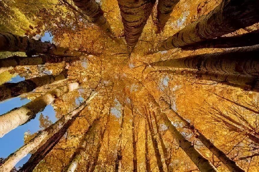 原创九月的甲木(1)