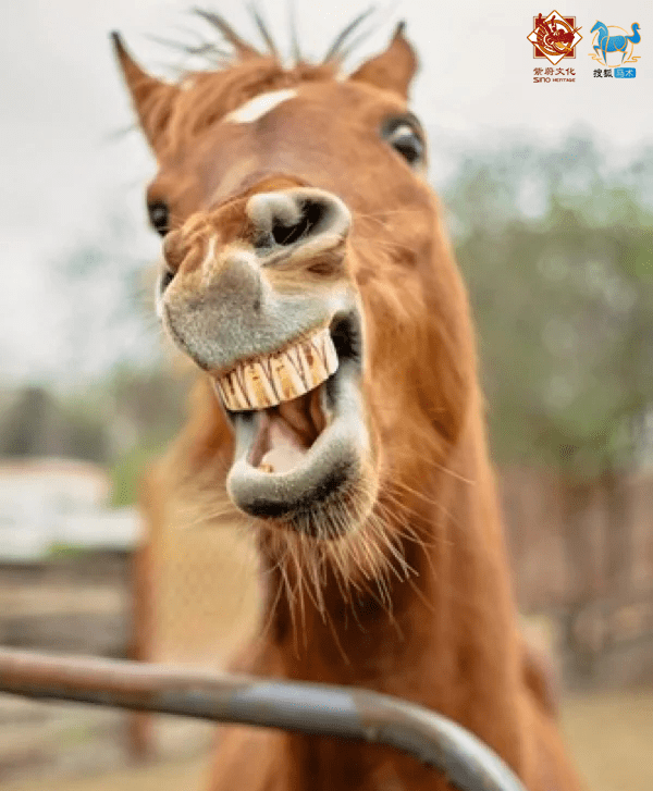 涨知识:马的牙齿有多少颗?
