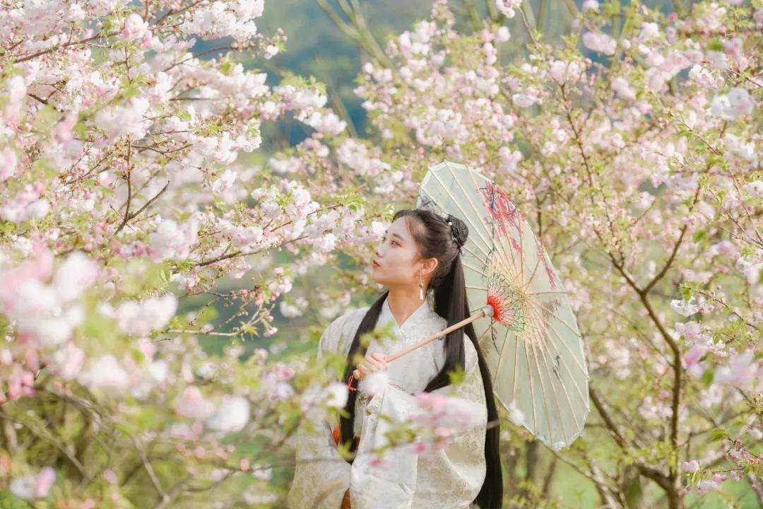 樱花树下油菜花旁篁岭春色与汉服古风撞个满怀
