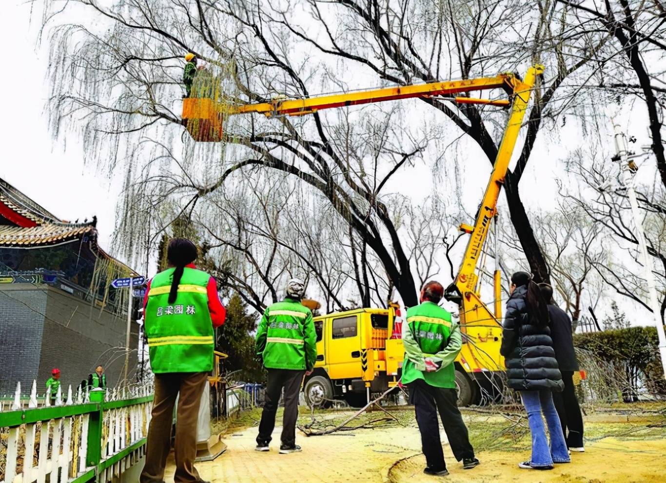 吕梁:市区园林部门修剪树木_绿化