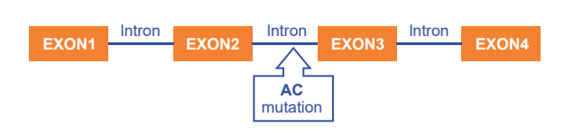 mrna异常剪接体外验证实验—minigene splicing assay