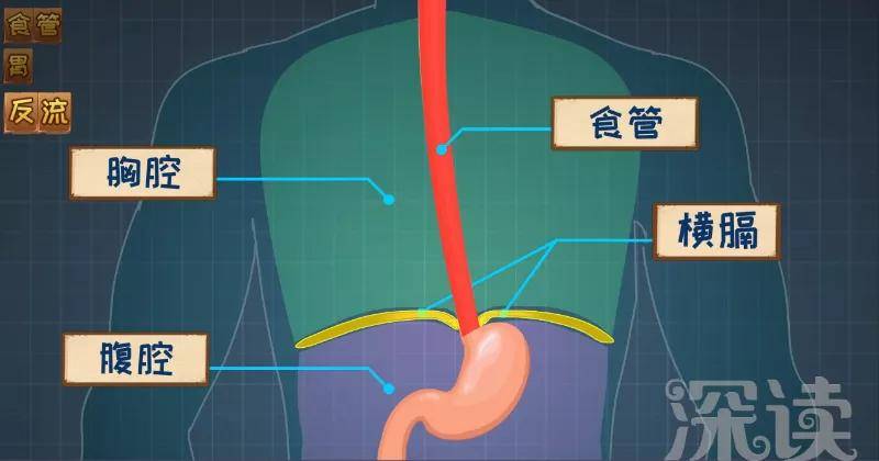 原创胃食管反流咋回事反酸烧心背后真相是啥胃食管反流发病机制动漫版
