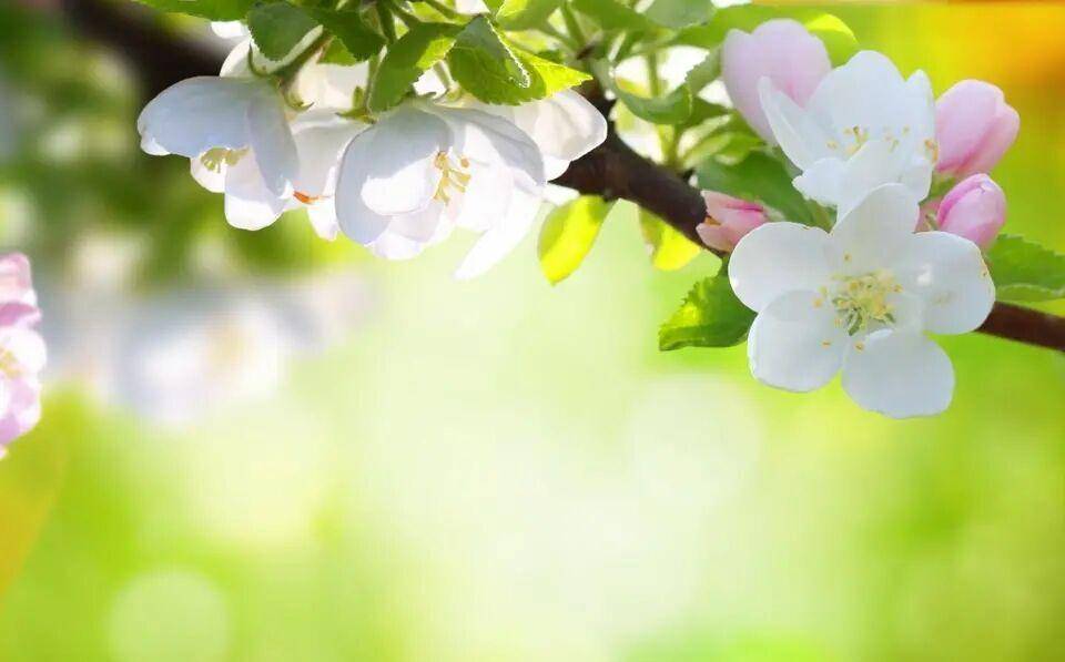 想要拍出唯美清新的春天花卉照,3个摄影技巧用起来,照片更出彩