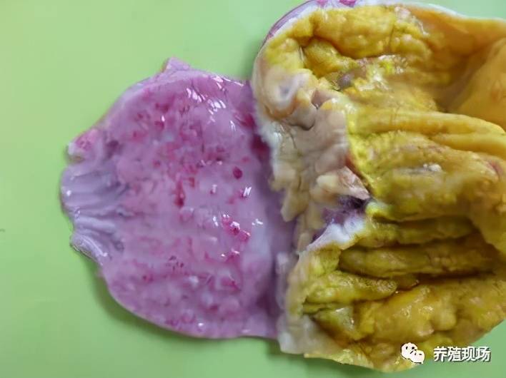 解剖后发现嗉囊内有酸臭的宿食水,胸肌和大腿肌肉有红色,紫色出血斑点