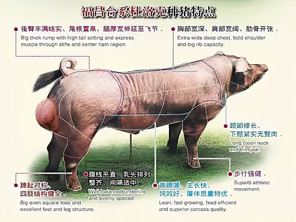 原创还以为喂猪就是"吃糠咽菜"?科学表示,猪吃的可能比人都健康