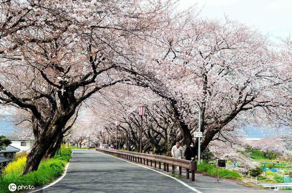 日本中部樱花盛放粉红隧道超梦幻