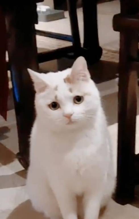 整天愁眉苦脸的猫咪,每天都担心铲屎官挣不到买小鱼干的钱