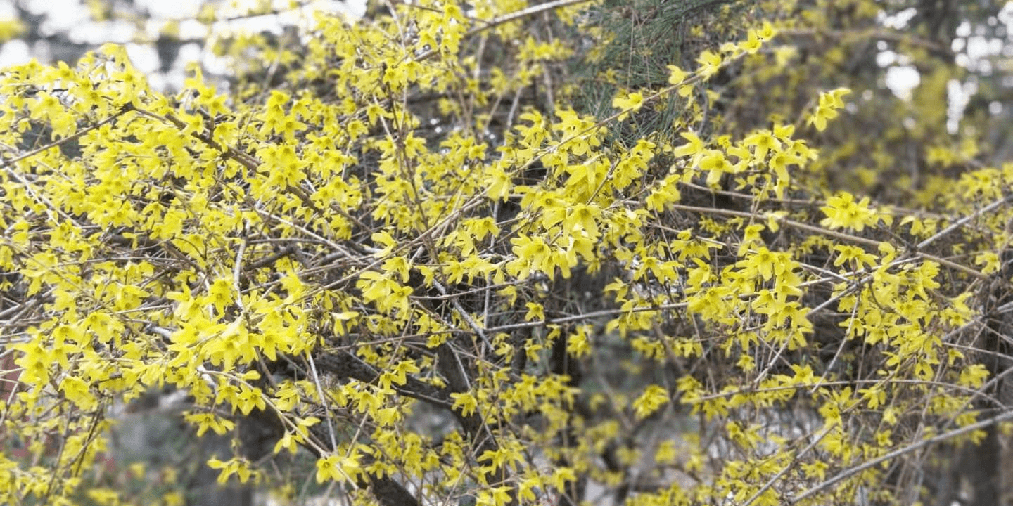 现代诗 连翘花