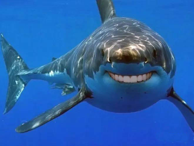 很难不笑啊,哈哈哈哈哈!假如鲨鱼长了人类的牙齿