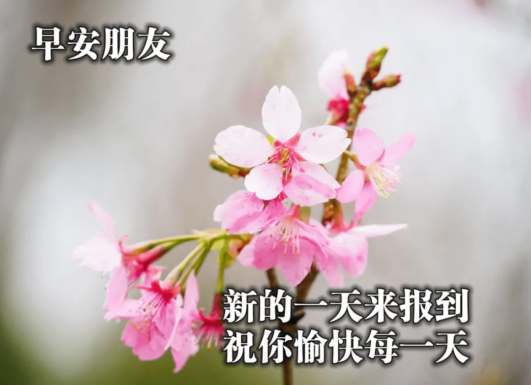 原创春天暖心的早安祝福图片 美丽清晨问候图片