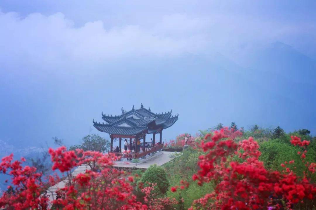 乐清湖雾镇大宝山(温岭称之为上保山)杜鹃花的美名由来已久,每年的