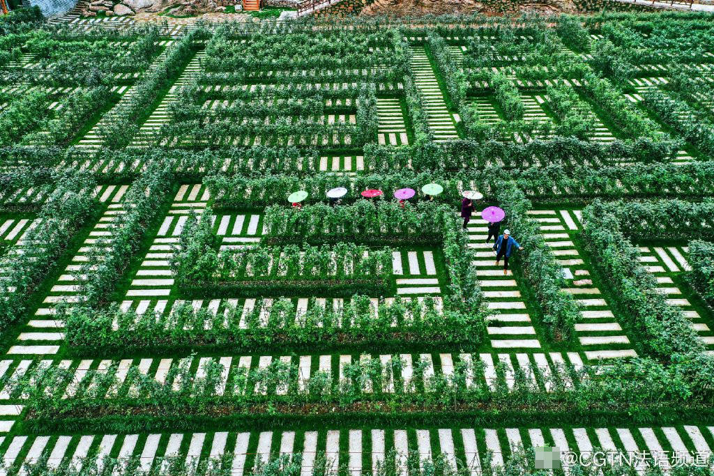 湖北宜都:70余种月季打造植物迷宫 你能走出来吗?