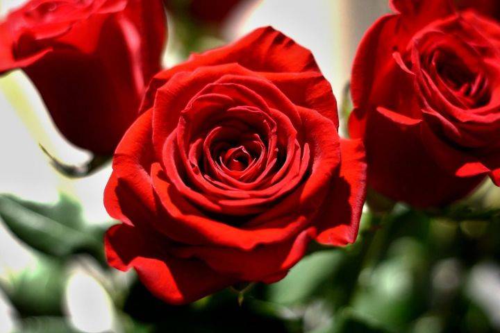 红玫瑰,坚贞不渝的爱情象征