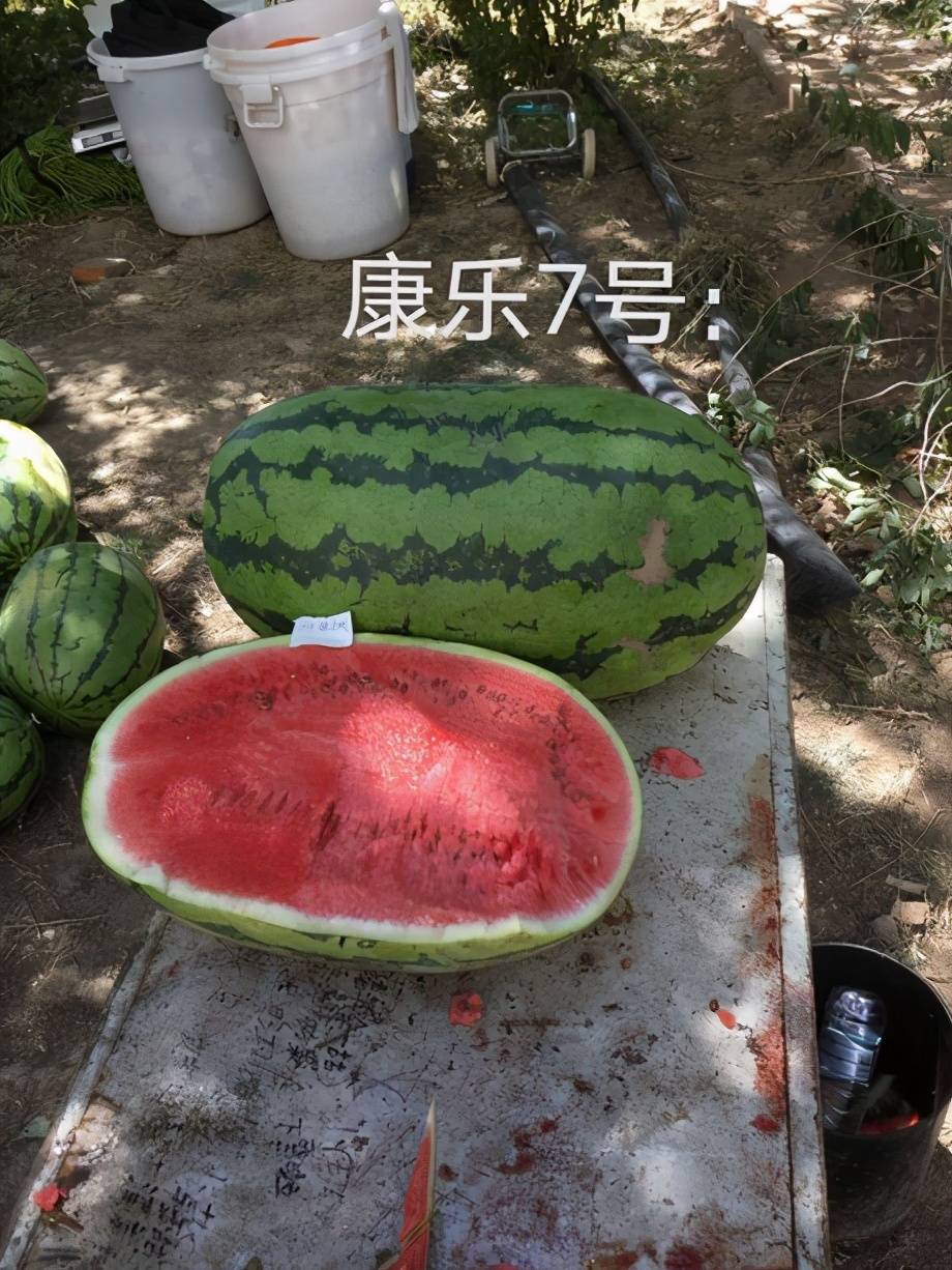 康乐7号西瓜种子 绿金城西瓜新品种