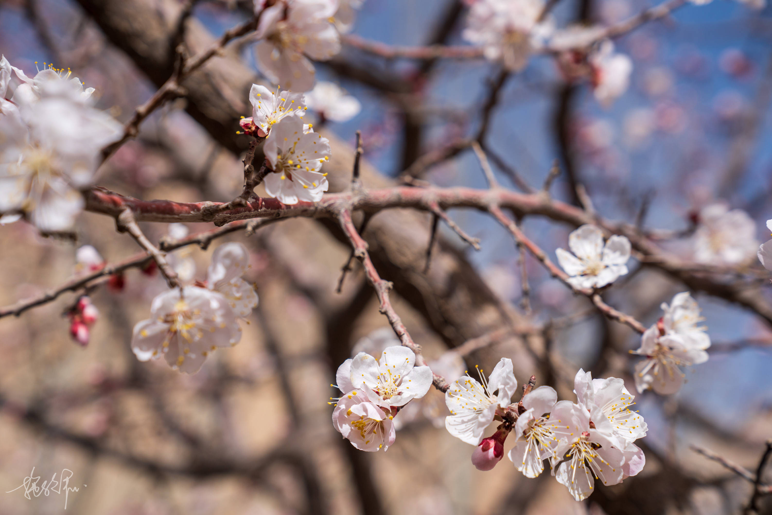 4月的帕米尔高原杏花,绝对是新疆最美的地方_手机搜狐网